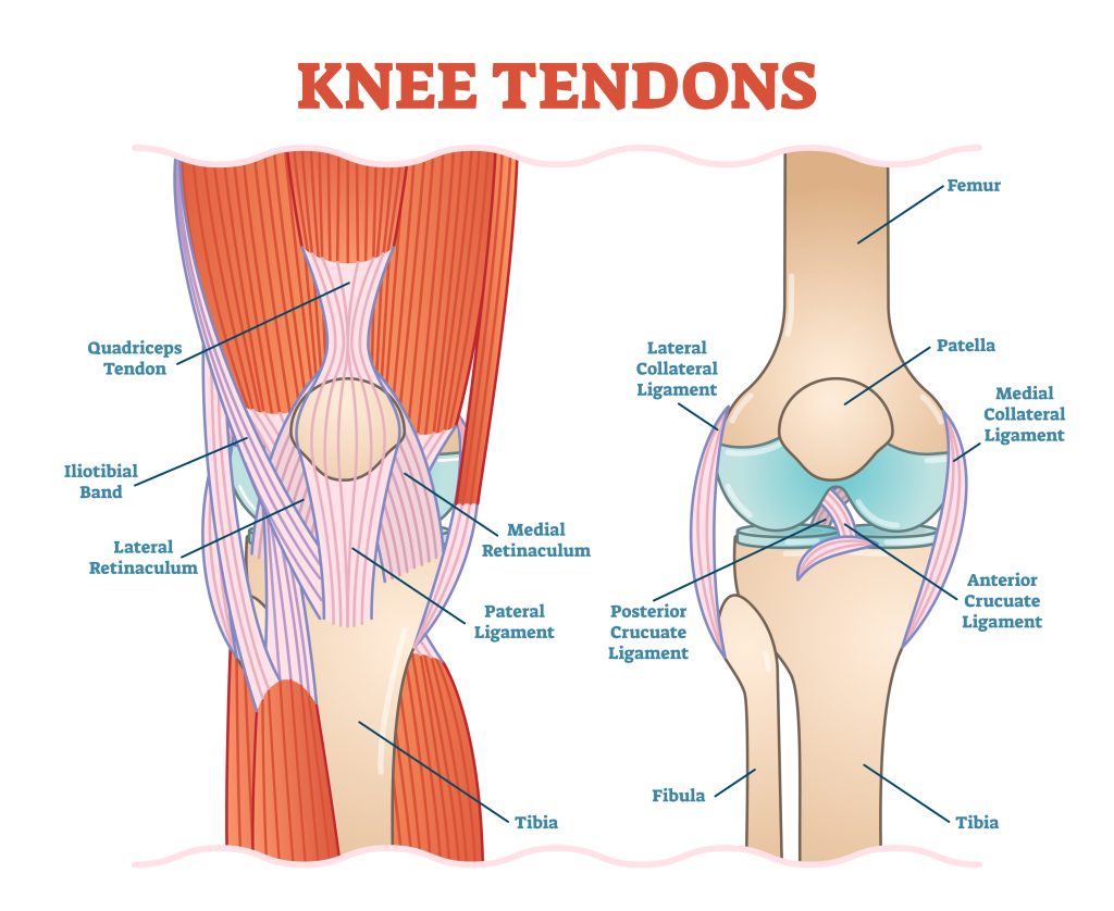 Illustration of knee anatomy.