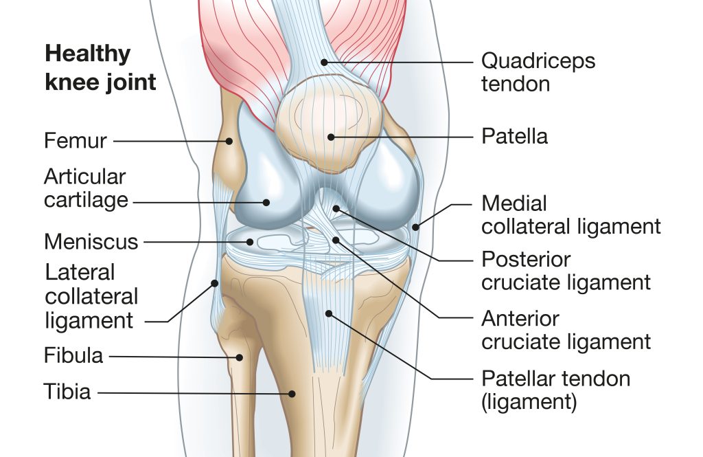Knee joint with ligaments, meniscus, articular cartilage, femur and tibia.