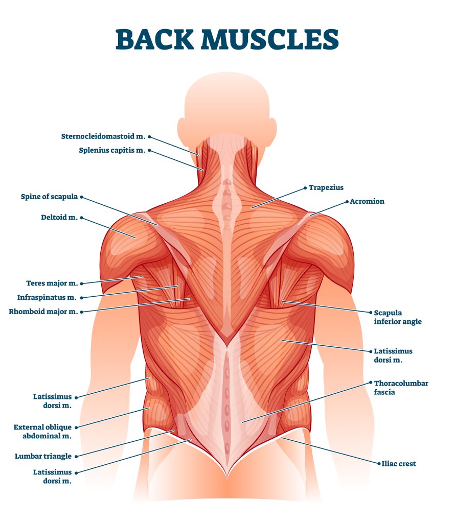 Image shows illustration of back anatomy.