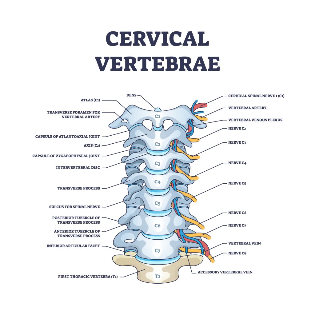 Cervical spine anatomy illustration with labelled parts.
