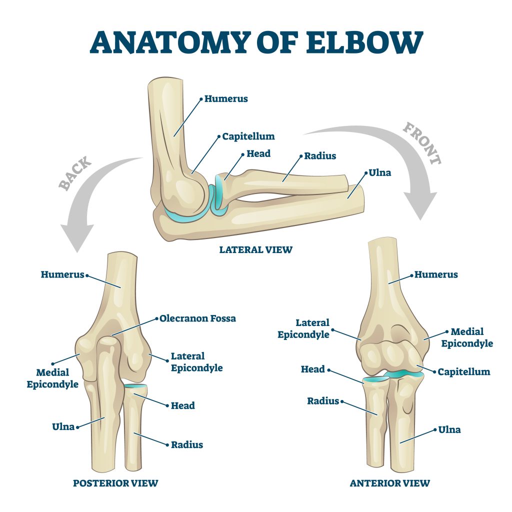 Anatomy of the elbow joint