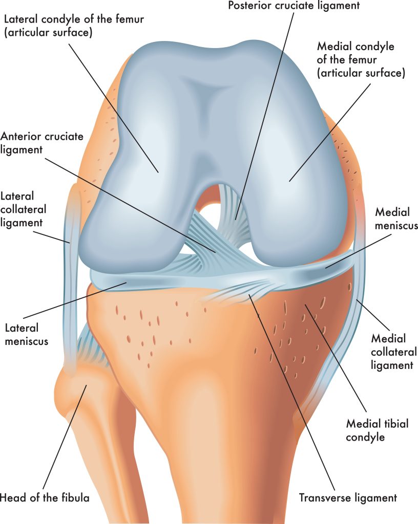 illustration of the anatomy of knee ligaments for acl or pcl tears/injuries