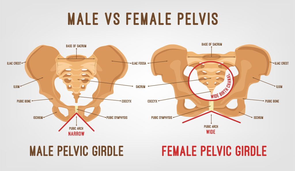 Anatomy of the male and female pelvis.
