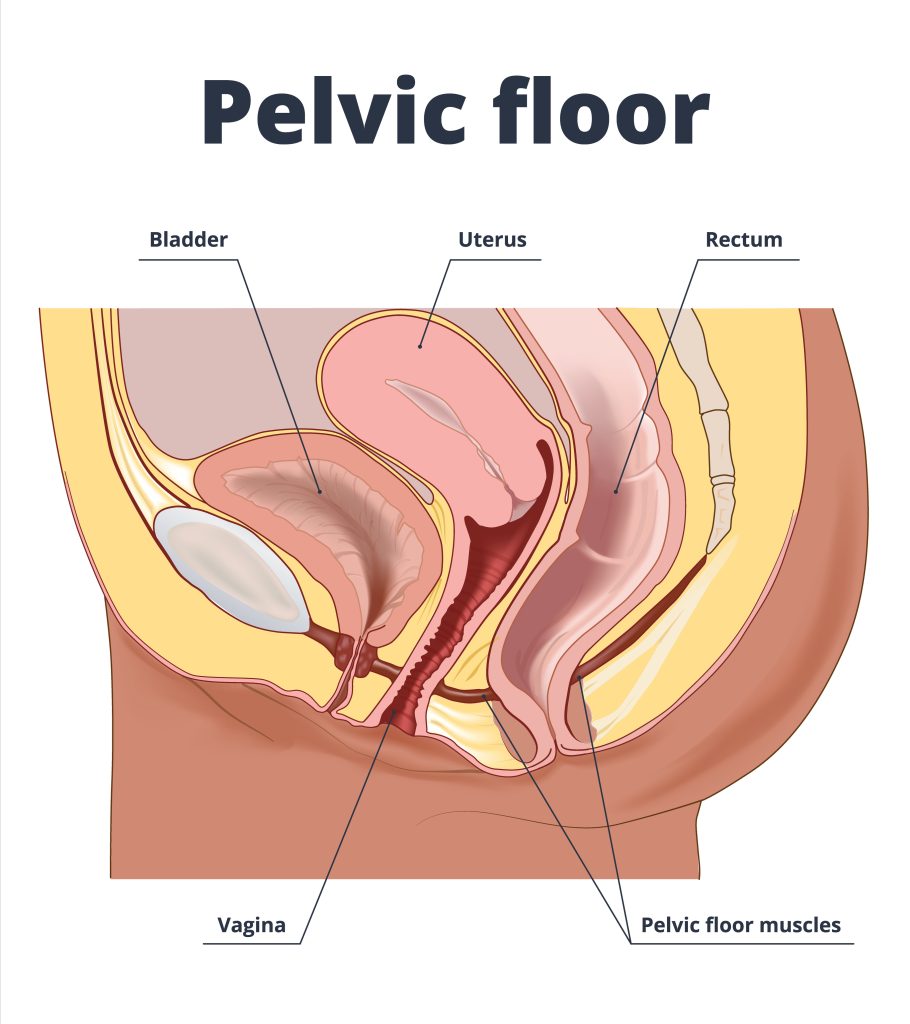 Illustration of pelvic floor anatomy for pelvic floor physical therapy.