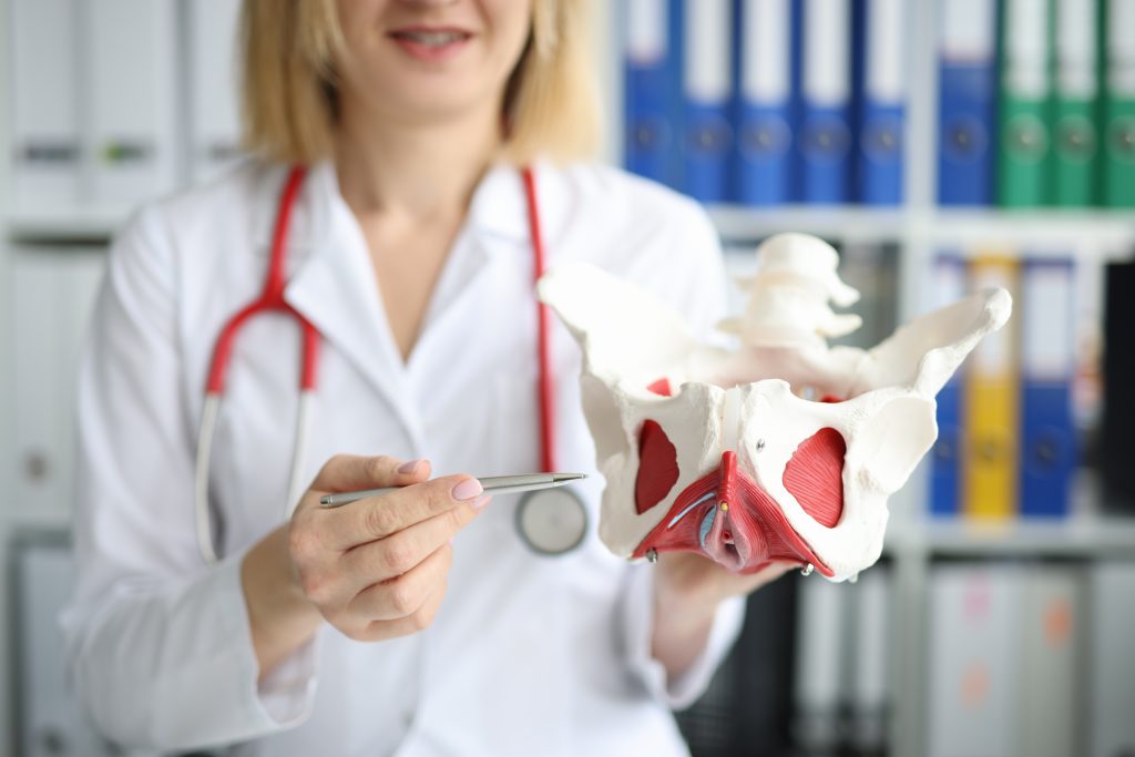 Doctor showing layout of pelvic floor muscles.