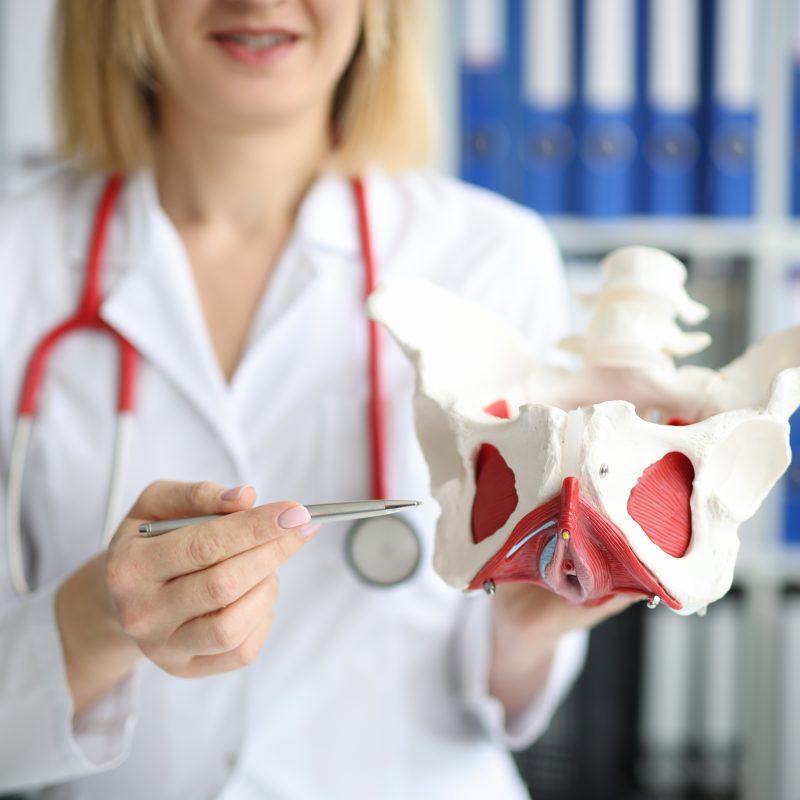 Doctor showing layout of pelvic floor muscles.