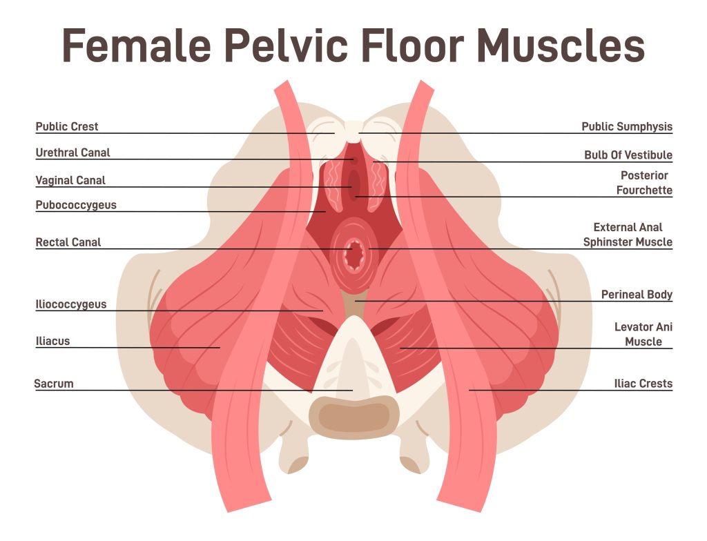 Image shows illustration of female pelvic floor muscles.