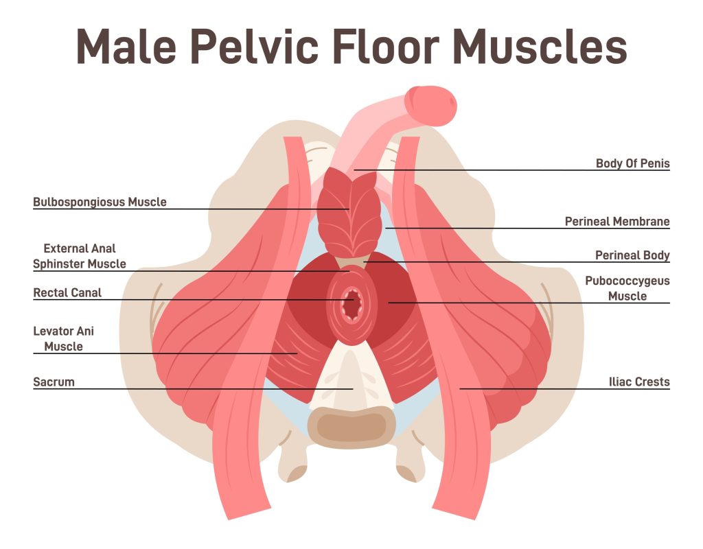 Illustration of male pelvic floor muscles.