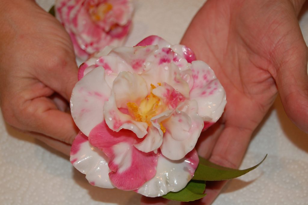A pink and white flower, freshly dipped in paraffin wax, in a person's open hands