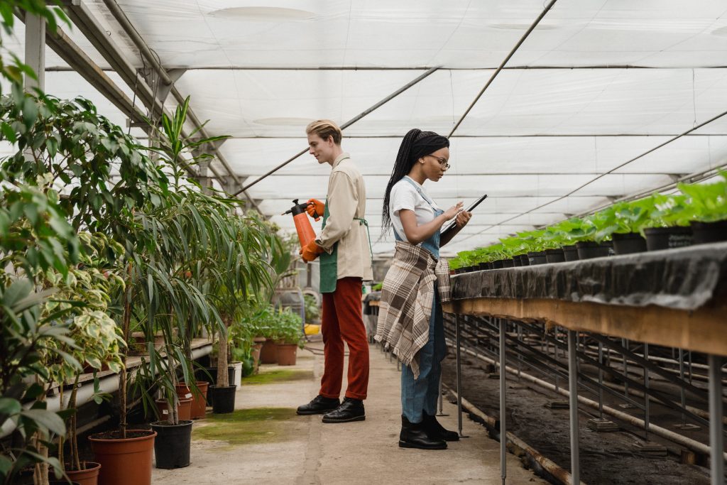 Two people spraying an Epsom salt solution all over the plants in a big greenhouse