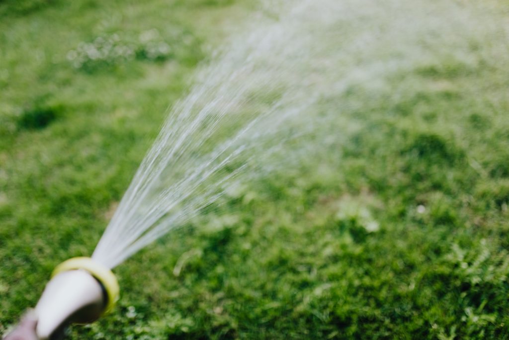 A grass lawn is being sprayed with a solution of Epsom salt and water with a hose