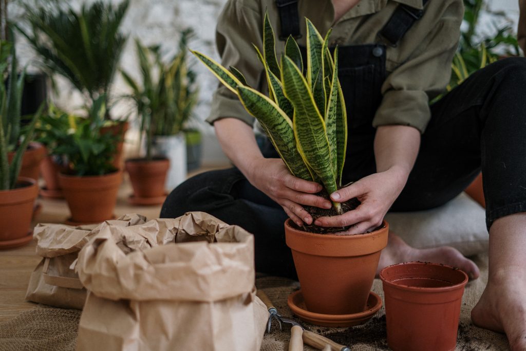 A person is transferring a plant from their pot to another bigger one with the help of Epsom salt