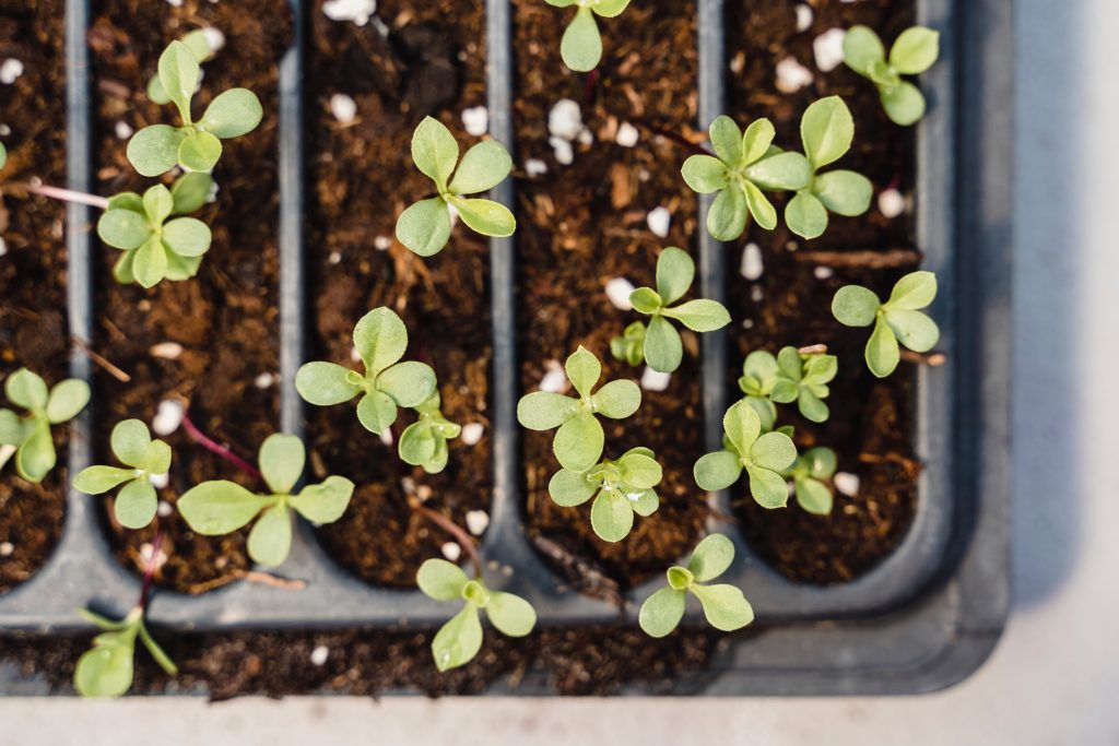 A tray of saplings is in view, with the tray full of nourishing sprouts in soil and Epsom salt