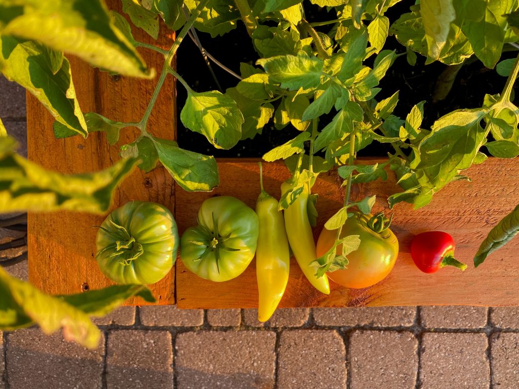 A row of colorful peppers and ripe tomatoes are on the edge of a garden box. with the box full of other plants and some brickwork underneath on the floor