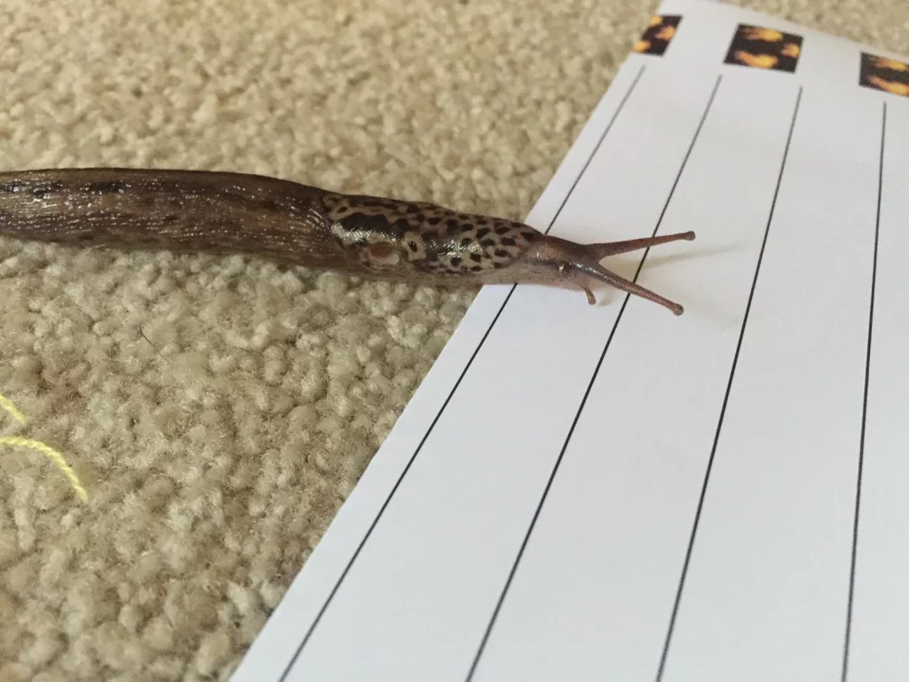 A slug is sliding over a piece of paper on the rug, avoiding the Epsom salt on the floor