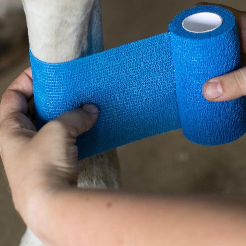 A person is wrapping blue cohesive bandage around a dog's leg for support
