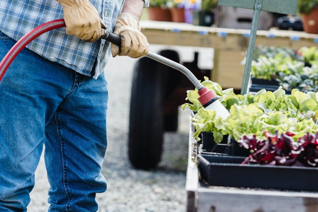 A workman is spraying peracetic-acid-treated water on produce in a garden using a red hose with a sprayer